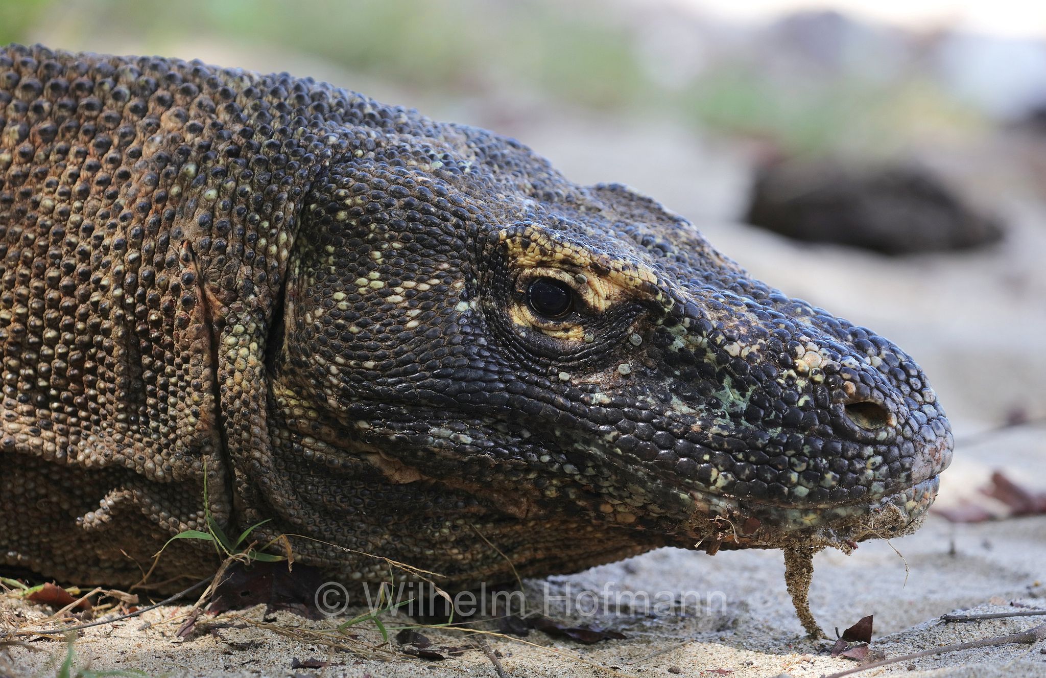 Komodo dragon, Komodo monitor, Komodowaran, Komododrache, varano di Komodo, drago di Komodo, Varanus komodoensis, Komodo Island, Komodo, Lesser Sunda Islands, Kleine Sundainseln, Piccole Isole della Sonda, Nusa Tenggara Islands, Kepulauan Nusa Tenggara, Indonesia, Indonesien