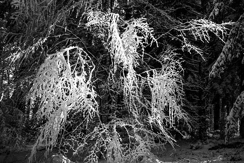 Winterlicher Pleerwald