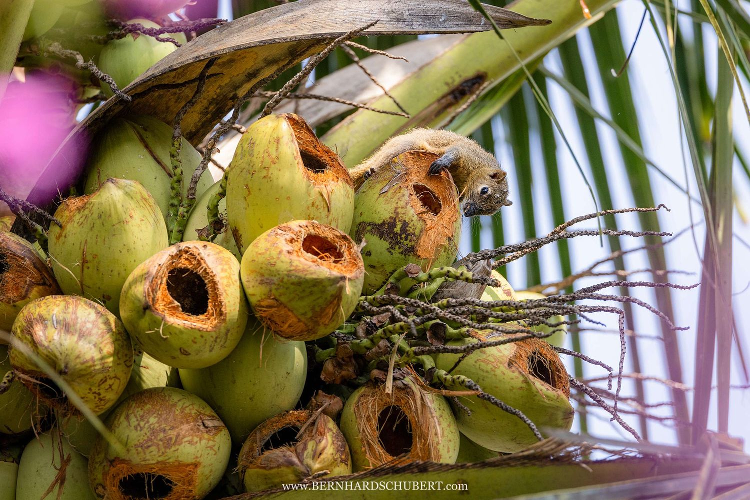 Callosciurus notatus - Bananenhörnchen