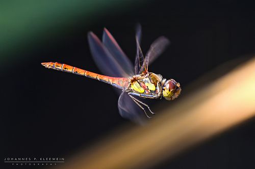 Heidelibelle