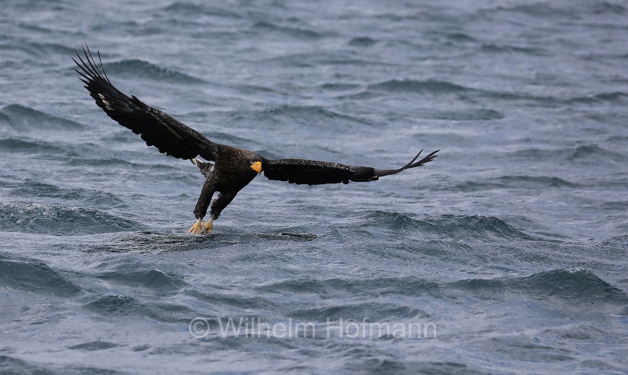 Steller's sea eagle, Pacific sea eagle, white-shouldered eagle, Riesenseeadler, aquila di mare di Steller, Haliaeetus pelagicus, Rausu, penisola di Shiretoko, Shiretoko Peninsula, Shiretoko-Halbinsel, Hokkaidō, Hokkaido, Japan, Giappone