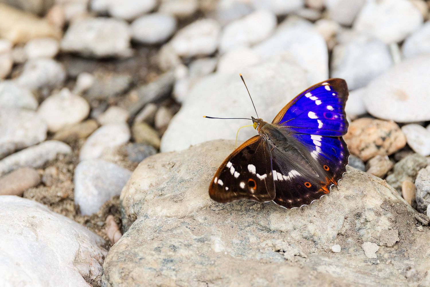 Apatura iris – Schillerfalter