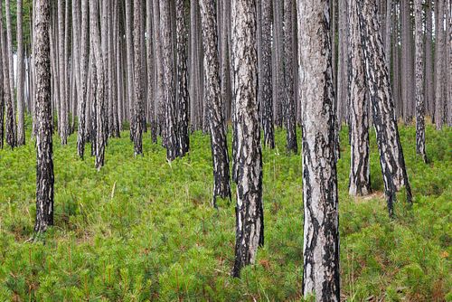 Pinus nigra – Schwarz-Kiefer