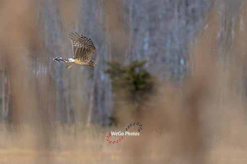 Northern Harrier Through the Reeds