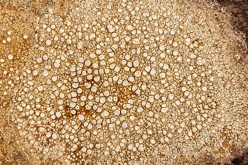 Ochrolechia sp. lichen detail