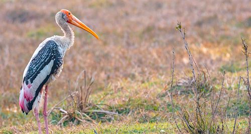 Bird, bird photography, forest jungle, macro,