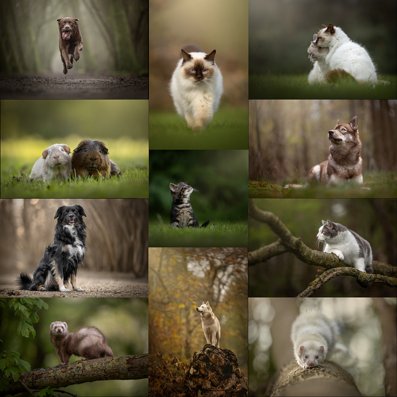 3 basisposes die ik altijd toepas tijdens een outdoor fotoshoot met jouw hond, kat of ander huisdier