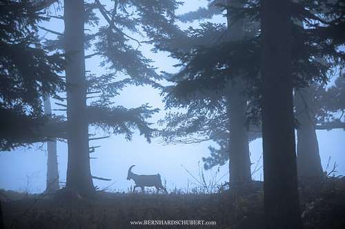 Capra ibex - Alpine ibex