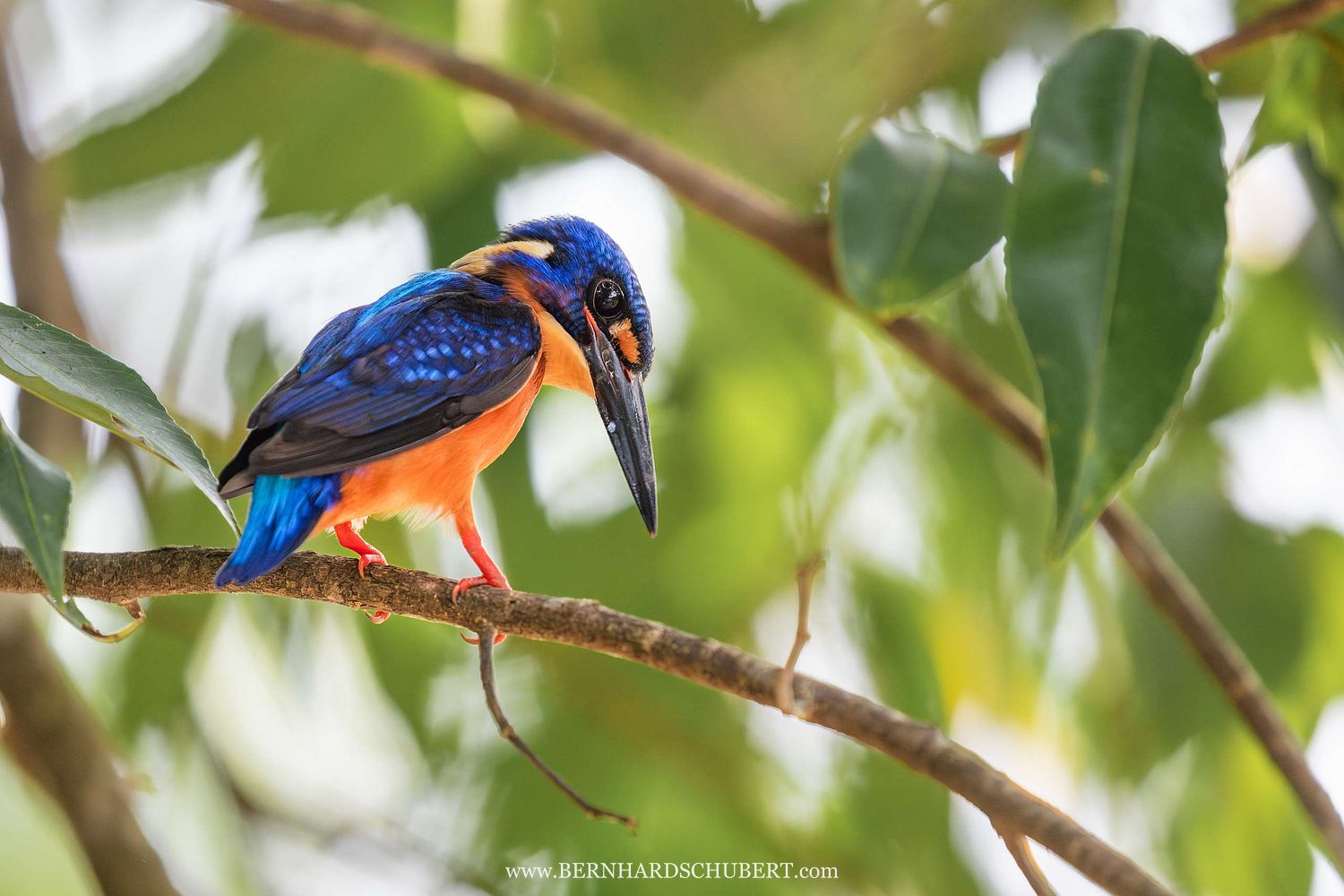 Alcedo meninting – Menintingeisvogel