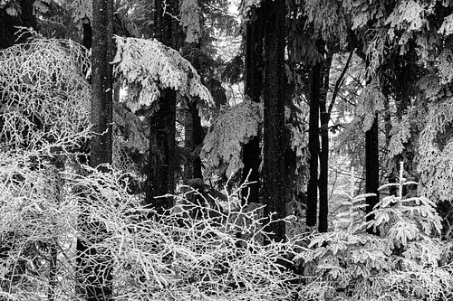 Raureif-Wald auf der "Chüeschatte"