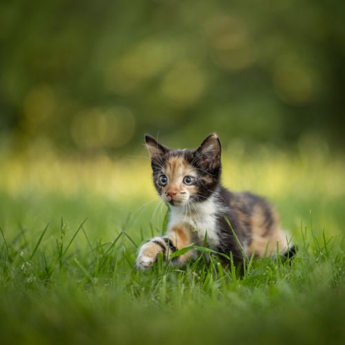 Een fotoshoot met je huisdier