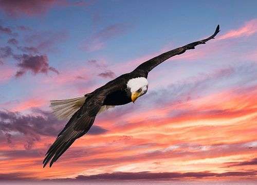 Northwest Wildlife