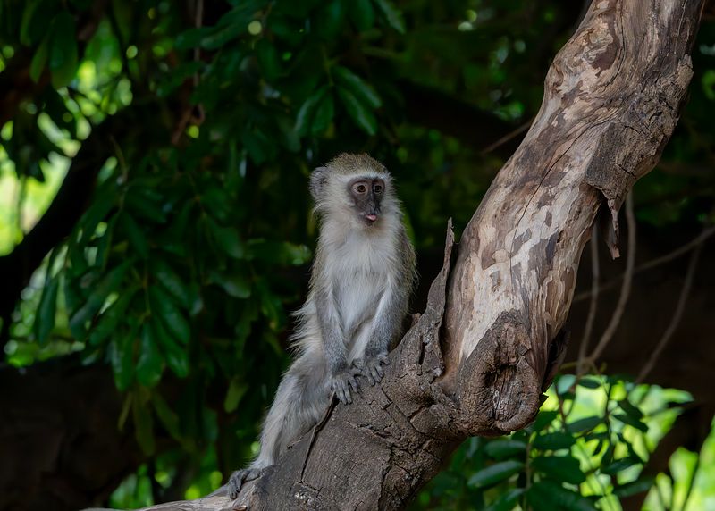 Elephants and Other Amazing Animals