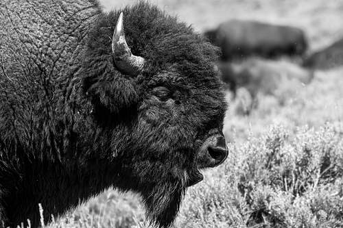 Soul of ther Wild