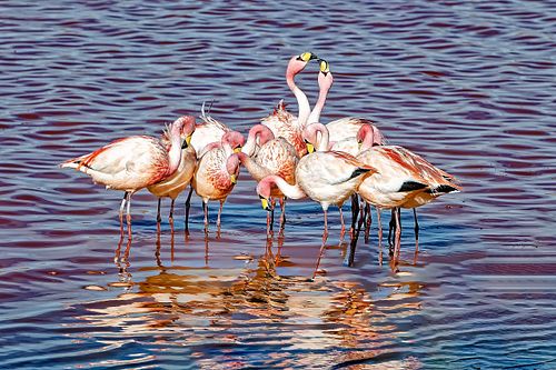 Flamands roses dans les lagunes Sud Lipez en Bolivie