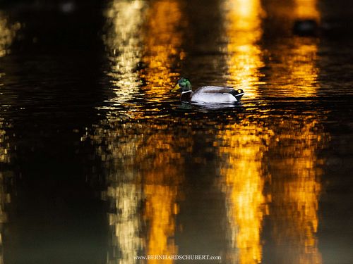 Anas platyrhynchos - Stockente