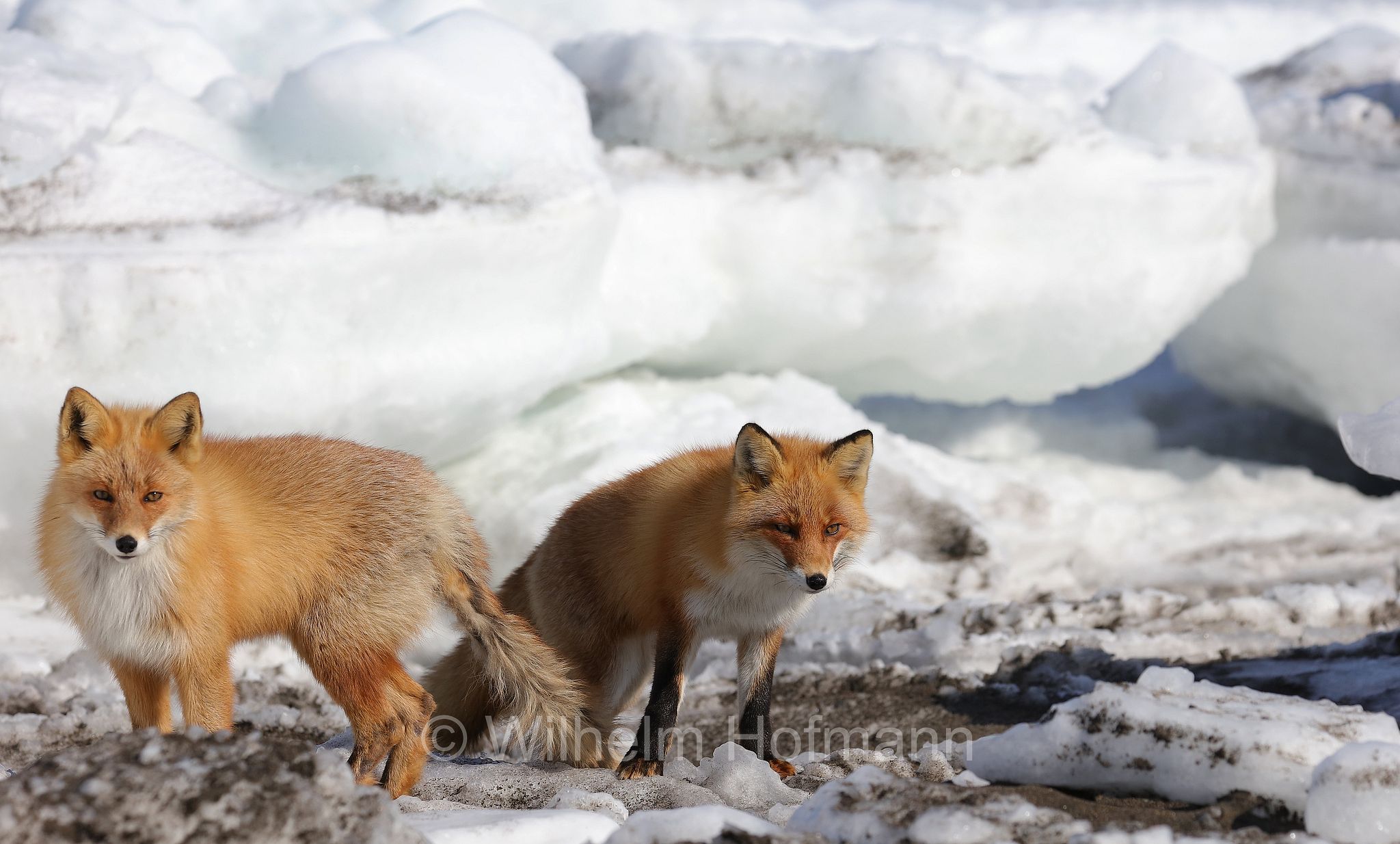 Ezo red fox, Hokkaido-Rotfuchs, Ezo-Rotfuchs, volpe rossa di Sachalin, Vulpes vulpes schrencki, Notsuke Peninsula, Notsuke Halbinsel, Penisola di Notsuke, Hokkaidō, Hokkaido, Japan, Giappone