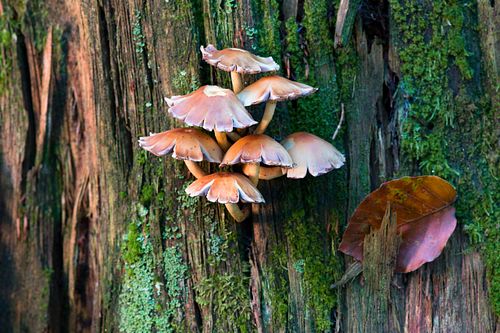 Naturwald in Altschönau