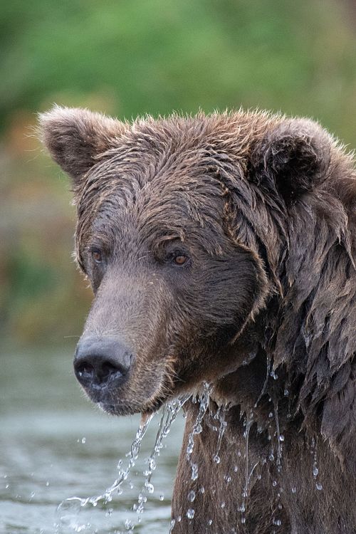 Brown Bear at Katmai National Park