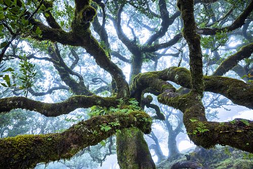 Ocotea foetens - til