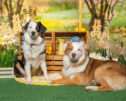 Let's book your pup's portrait session today!