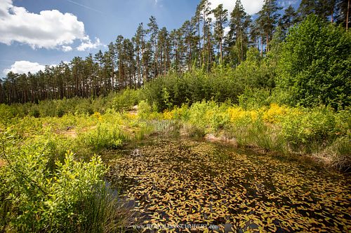 Aldrovanda vesiculosa - Waterwheel plant Habitat
