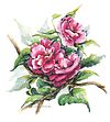 Pink Camellia Flowers
