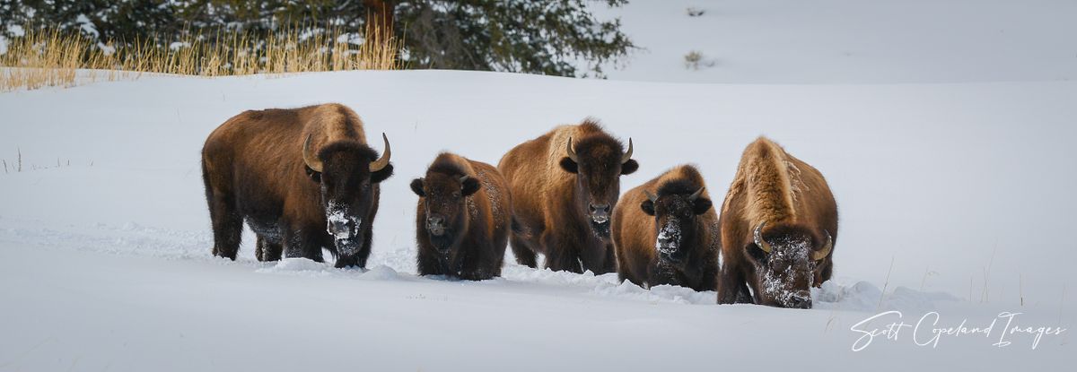 Winter Herd
