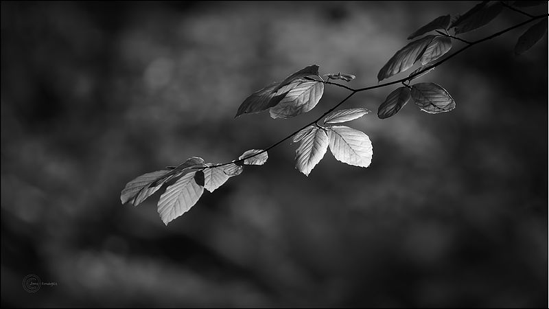 Gallery2. Mono Collective