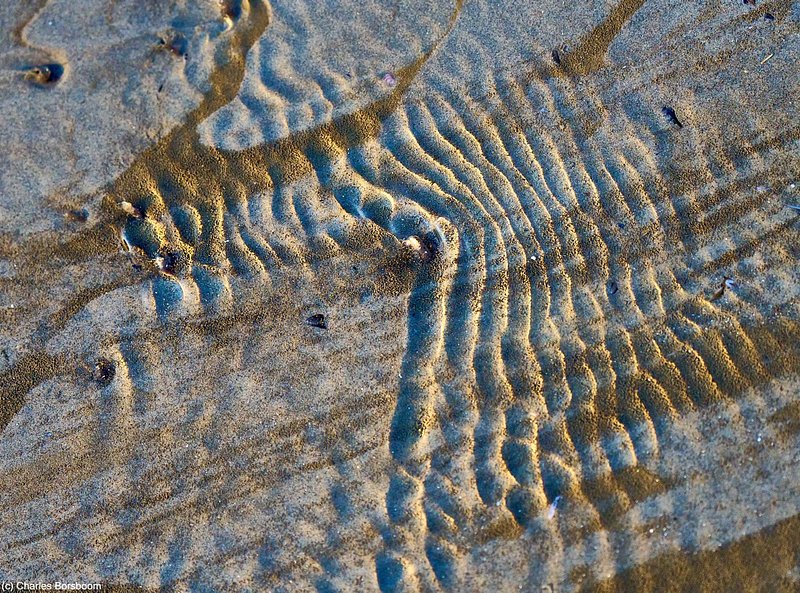 Midweek Oostelijke Waddenzee 5 dagen (4 - 8 mei 2026)