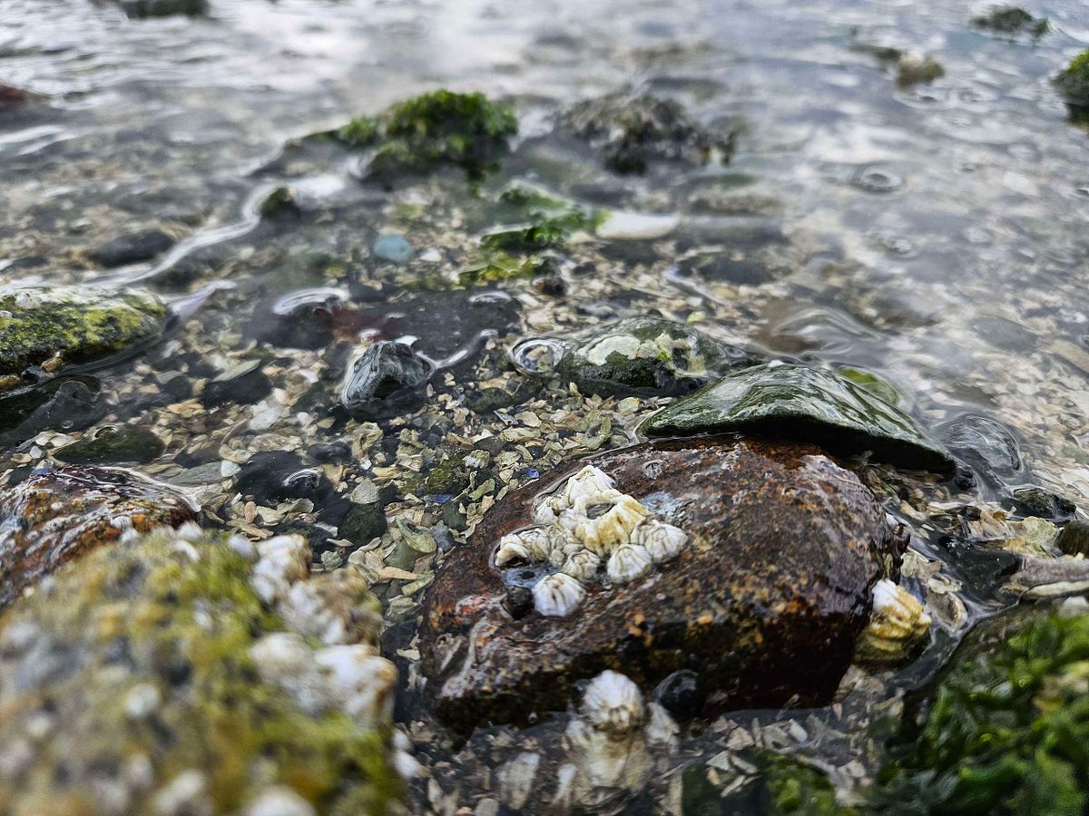 barnacles in low tide