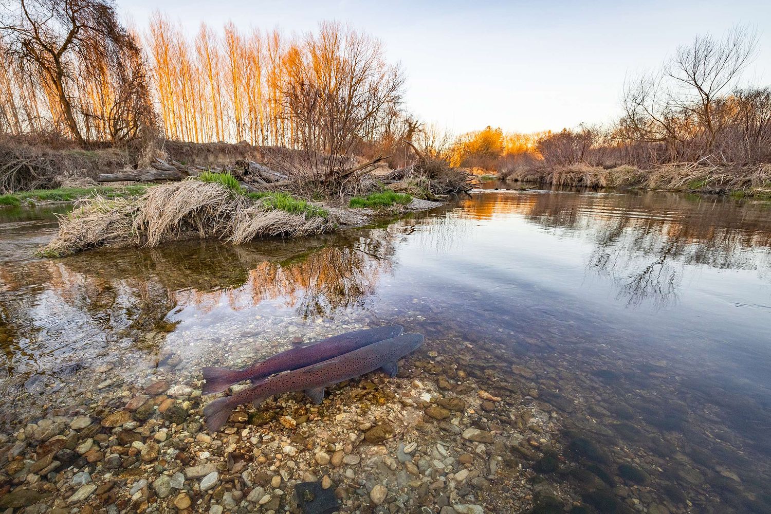Hucho hucho - Huchen Danube salmon