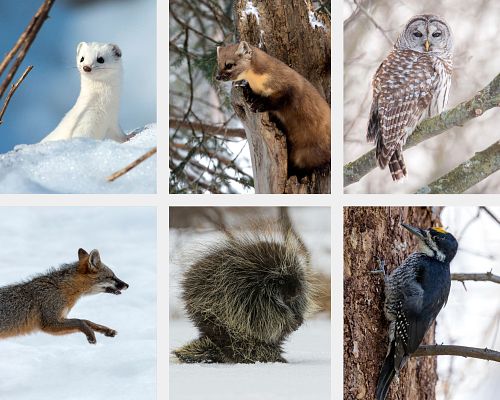 6-Day Minnesota Owl, Bird and Mammal Photography Workshop or Tour  |  December / January / February