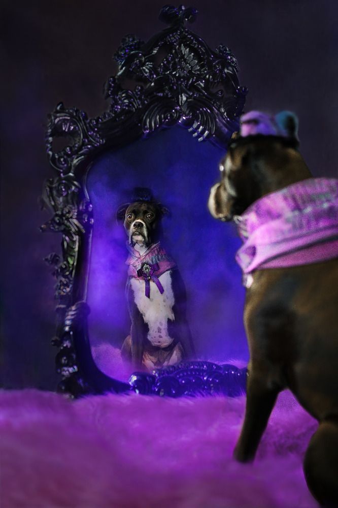 Dark dog standing before an ornate vintage mirror in purple studio lighting, dramatic creative dog portrait photography