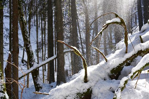 Naturwald Combe-Grède