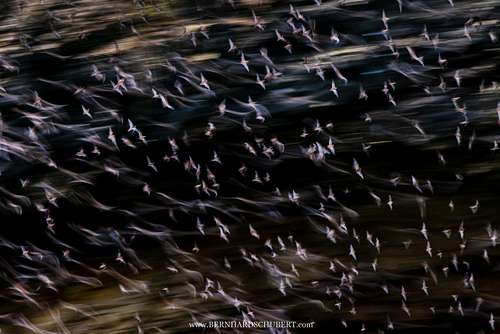 Swarming bats