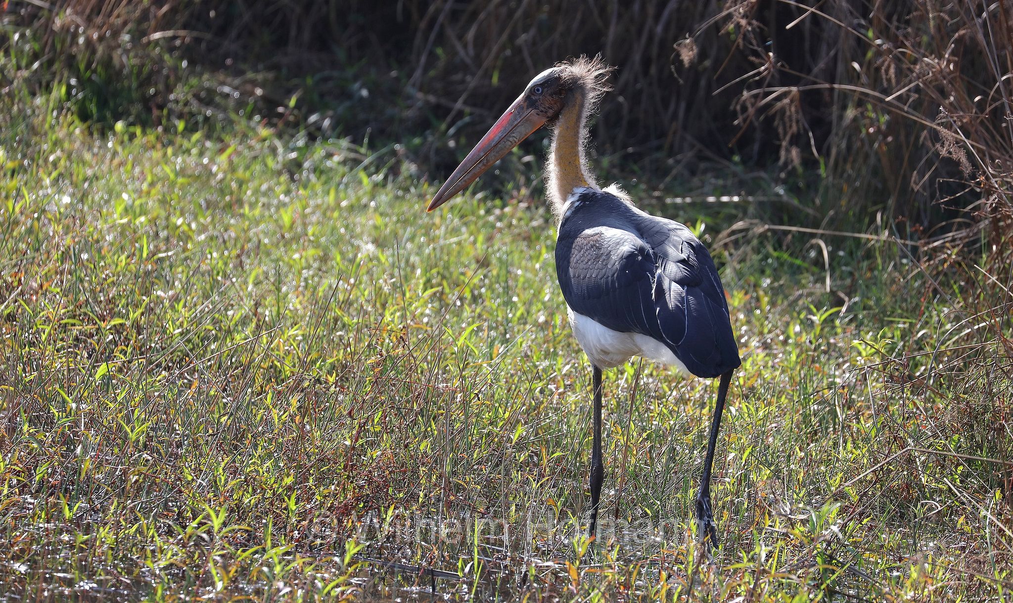 lesser adjutant, Sundamarabu, Sunda-Marabu, Malaien-Storch, Java-Marabu, Kleiner Adjutant, marabù minore, Leptoptilos javanicus, Kanha National Park, Kanha-Nationalpark, parco nazionale di Kanha, Madhya Pradesh, India, Indien