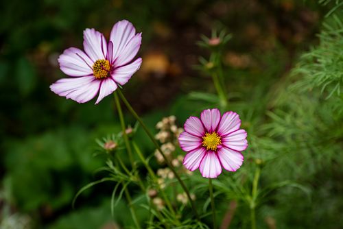 Summer's Last Colour