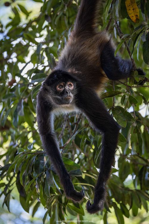 Ateles geoffroyi - Geoffroys Klammeraffe