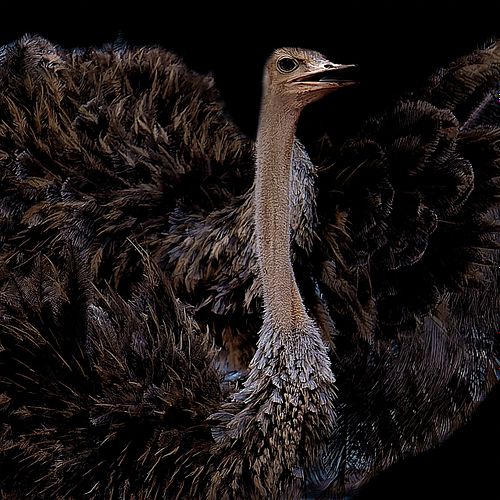 Envol d'une autruche au Kenya