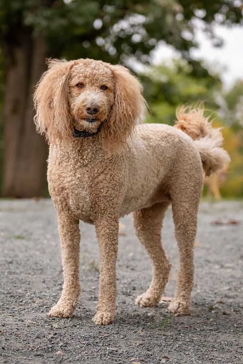 Poodle at the dog park.