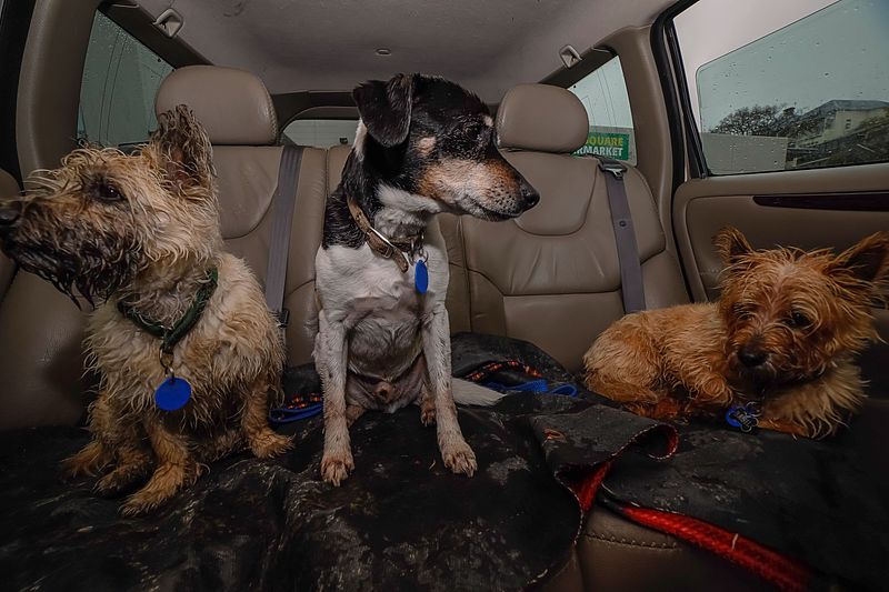 The Three Musketeers