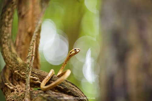 Aplopeltura boa - Blunt-headed slug eating snake