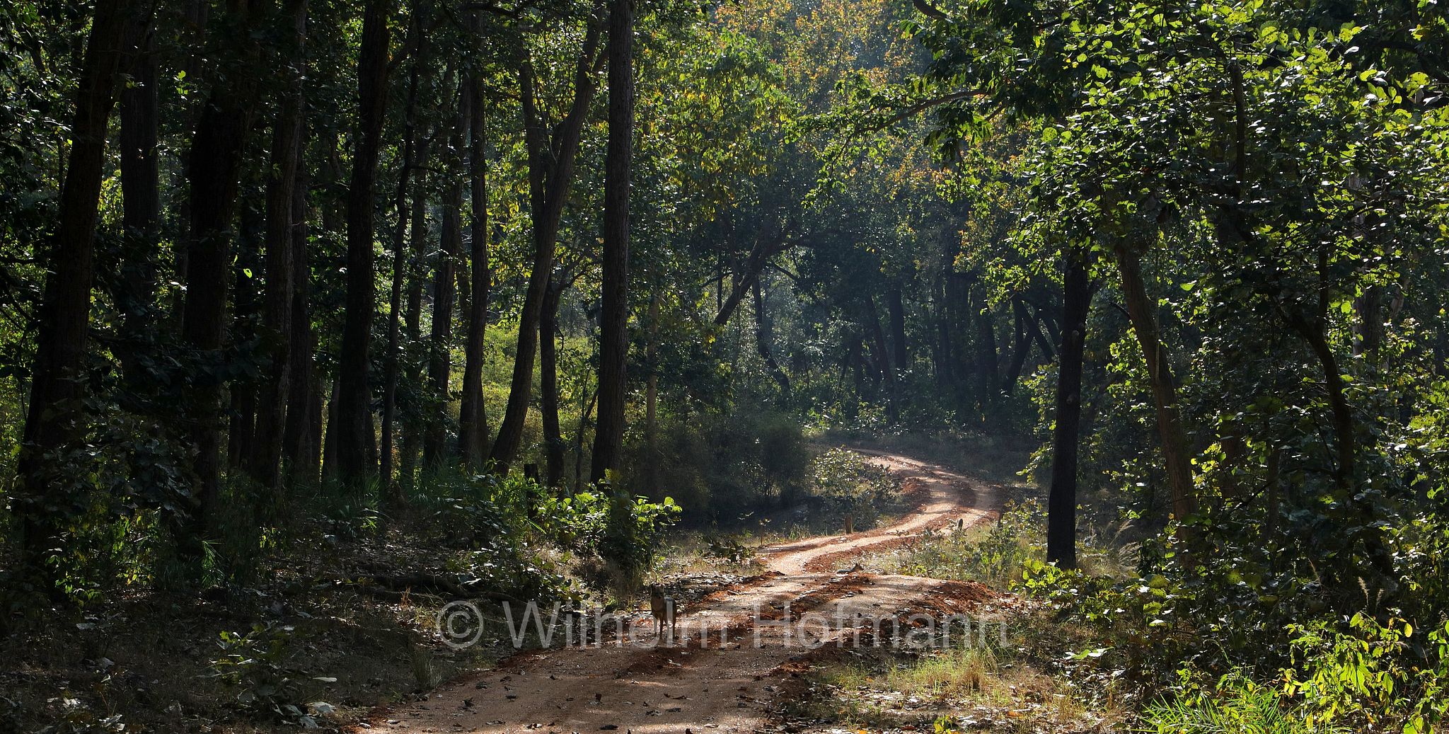 golden jackal, common jackal, Goldschakal, sciacallo, sciacallo dorato, Canis aureus, Kanha National Park, Kanha-Nationalpark, parco nazionale di Kanha, Madhya Pradesh, India, Indien