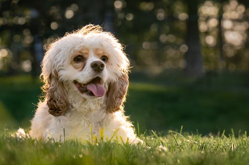 Cocker Spaniel sitting in the evening sun at the park.