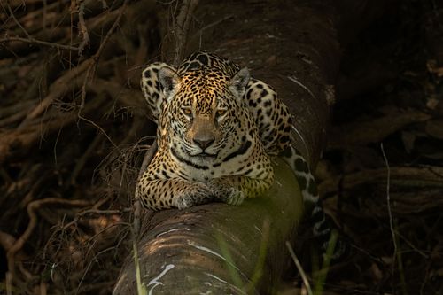 Jaguar, pantanal
