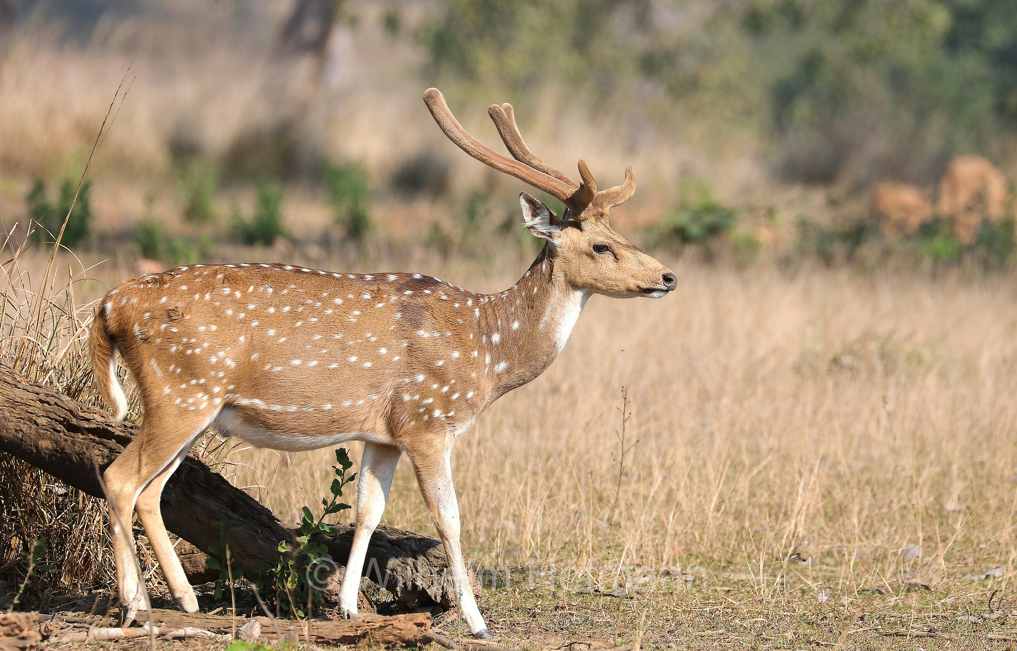 chital, spotted deer, axis deer, Axishirsch, cervo pomellato, Axis axis, Kanha National Park, Kanha-Nationalpark, parco nazionale di Kanha, Madhya Pradesh, India, Indien