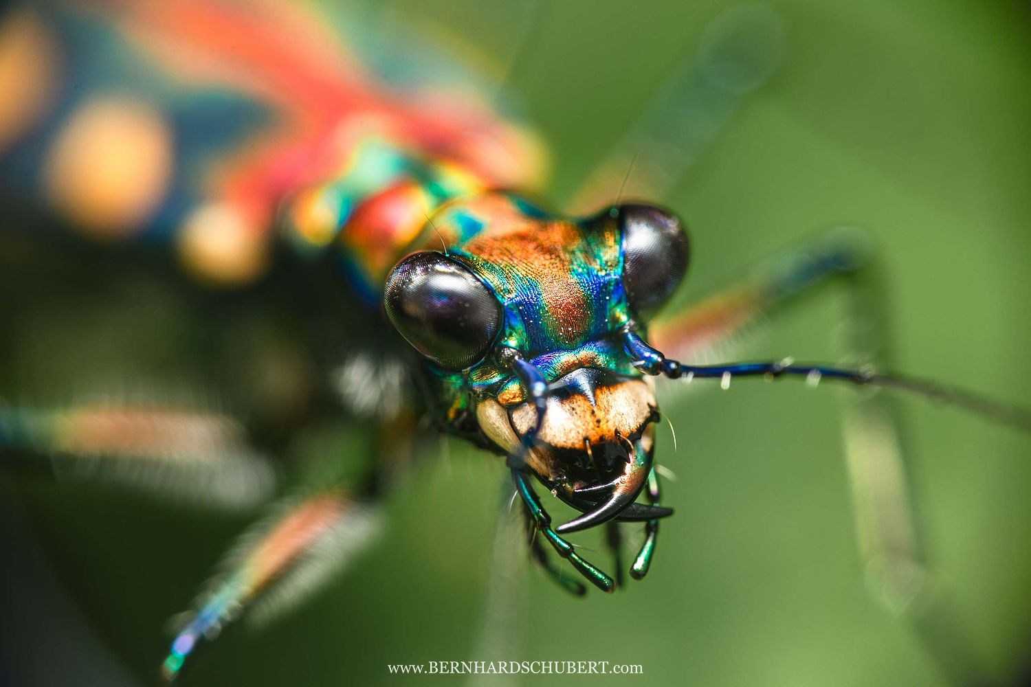 Cosmodela aurulenta – Blaugepunkteter Tigerkäfer Portrait