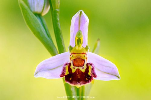 Ophrys apifera - Bee orchid