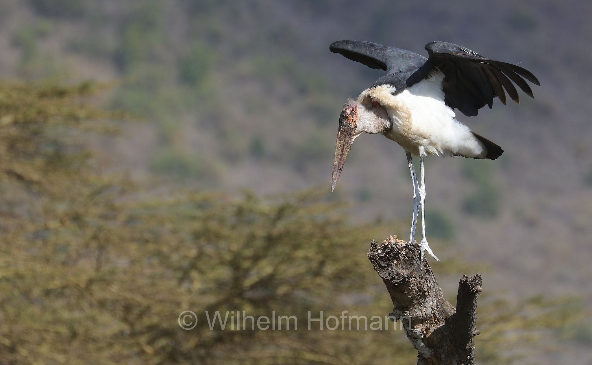marabou stork, Marabu, marabù africano, Leptoptilos crumenifer, area di conservazione di Ngorongoro, Ngorongoro Conservation Area, Ngorongoro Krater, Tanzania, Tansania